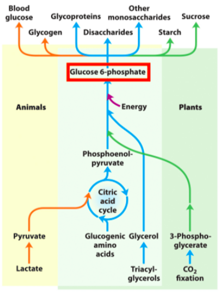 <p>1) Lactic acid (via pyruvate)</p><p>2) Glycerol (from lipids)</p><p>3) Some amino acids (termed glycogenic a.a.).</p>