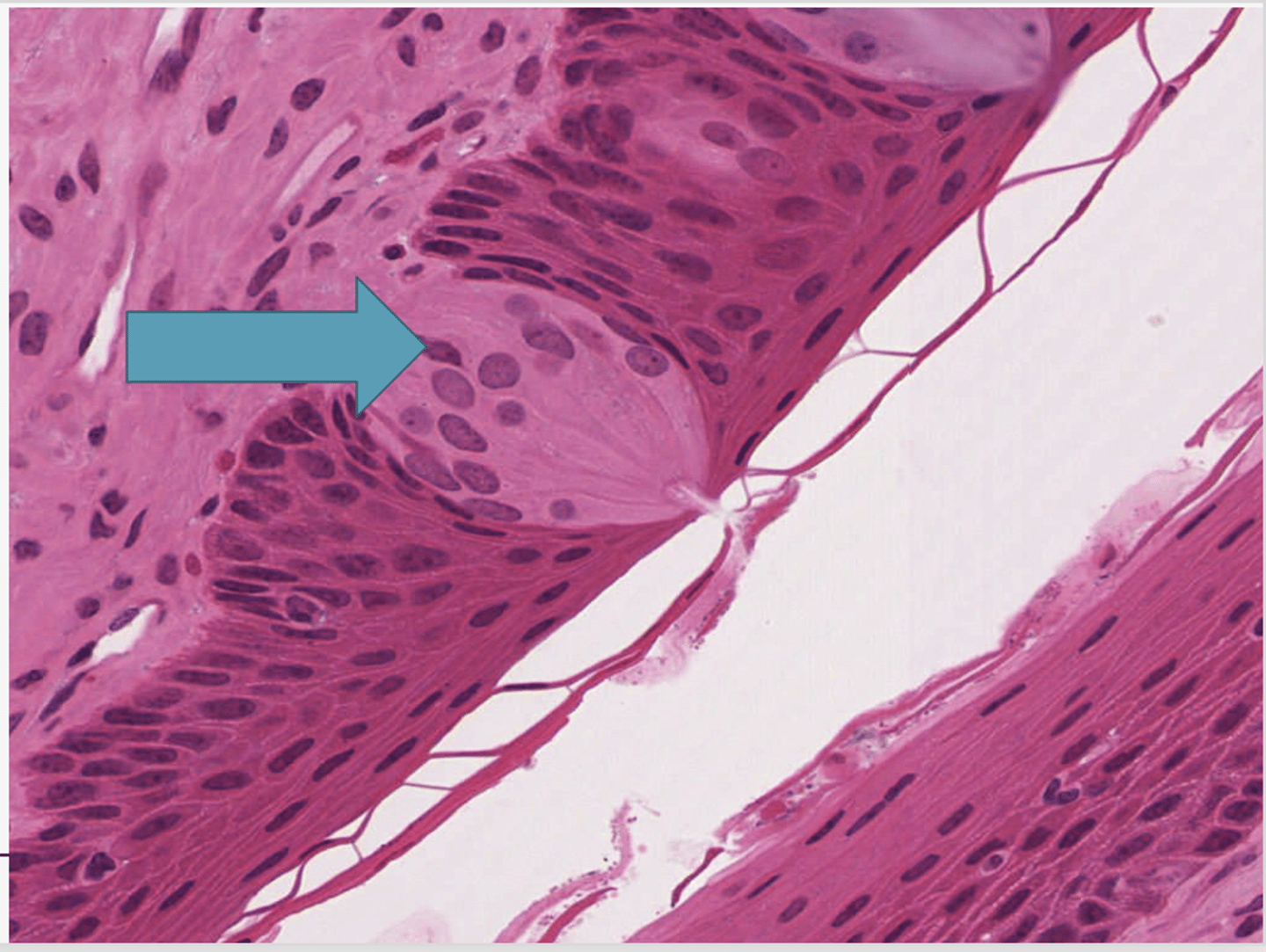 <p>Identify the structure</p>