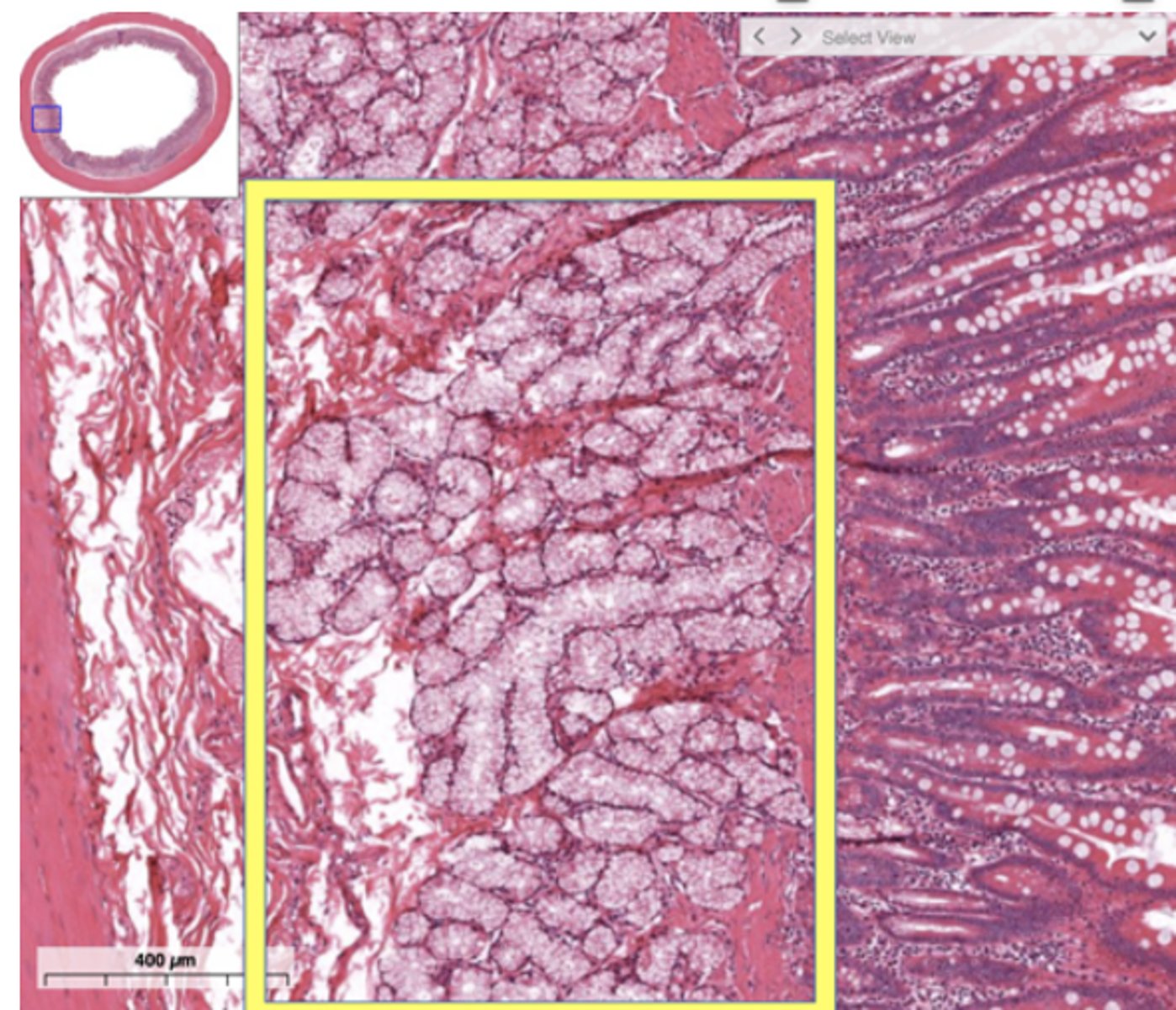 <p>Identify the specific gland</p>