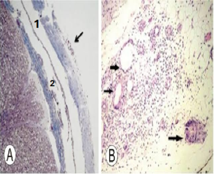 <p>Slide 36</p>
