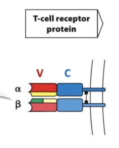 <ul><li><p><em>TCR constant region has one gene segment </em></p></li><li><p><em>Alpha variable region has 2 segments and beta has 3 gene segments</em></p></li></ul><p></p>
