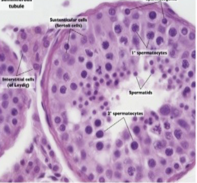 <p>What is this?</p><p> What are the regions? </p><p>What are its secretions? <br>What are the functions? </p>