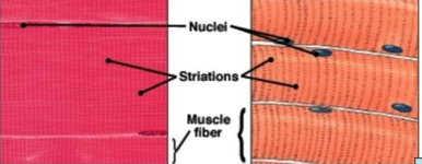 <p>Skeletal Muscle Tissue</p>