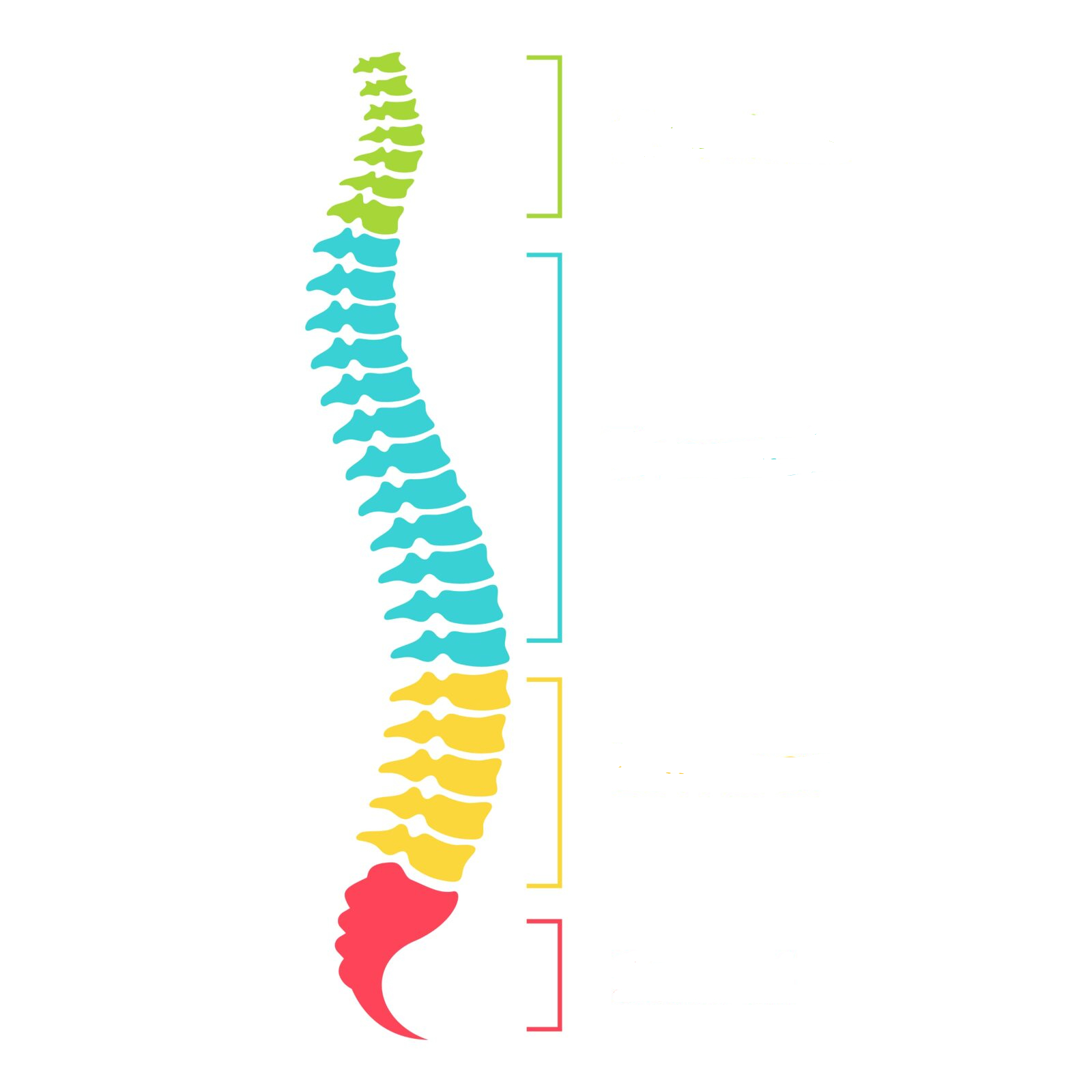 <p>What is the blue subdivision of the spine?</p>