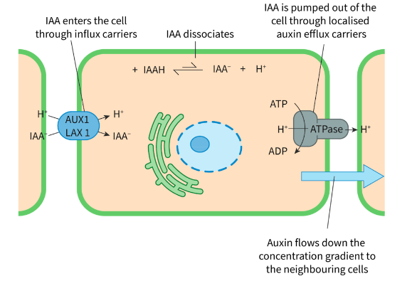 <ol><li><p>Auxin enters cell by difussion (facilitated by influx carriers, like AUX1/LUX1)</p></li><li><p>Inside the cell, IAA dissociates. The auxins (IAA-) can’t exit cell</p></li><li><p>Auxin efflux carriers pump out these ions using ATP —> these carriers are located on a particular side of cell so ions can flow in proper direction</p></li><li><p>Creates more [auxin] in apoplast and lower [auxin] in adjacent cell. Auxin flows down gradient into adjacent cell, resulting in auxin influx</p></li><li><p>Cells can coordinate location of carriers on the same side to accumulate it on shaded shade</p></li><li><p>Cells elongate on shaded side</p></li></ol><p></p>