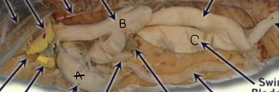 <p>A =</p>