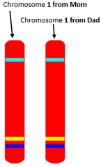 <p>chromosome pairs of approximately the same length, centromere position, and staining pattern, with genes for the same characteristics at corresponding places (one homologous chromosome is inherited from the mother; the other from the father)</p>