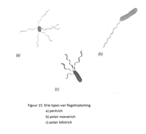 <p>a) peritrich</p><p>b) polair monotrich</p><p>c) polair lofotrich</p>