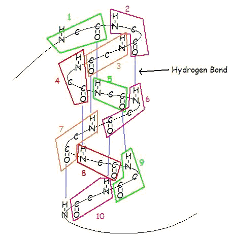 <p>right handed spiral, hydrogen bonds between adjacent turns</p>