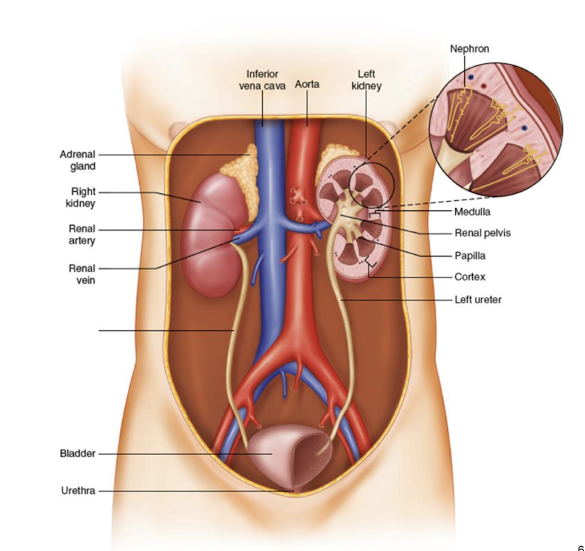 <p>Kidneys (primary organs)</p><ul><li><p>bean-shaped organs located <strong>retroperitoneally</strong></p></li><li><p>contain <strong>nephrons</strong> (<strong>functional units</strong>) that filter blood and form urine</p></li><li><p>responsible for <strong>excretion, reabsorption, secretion, </strong>and <strong>endocrine activity</strong></p></li></ul><p>Ureters (transport)</p><ul><li><p>muscular tubes that <strong>carry urine from each kidney to the bladder</strong></p></li><li><p>peristaltic waves ensure one-way movement of urine</p></li></ul><p>Urinary bladder (storage organ)</p><ul><li><p>hollow, muscular organ that <strong>temporarily stores urine</strong></p></li><li><p>capable of expanding due to its <strong>transitional epithelium</strong></p></li><li><p>avg. capacity <strong>~400-600 mL in adults</strong></p></li></ul><p>Urethra (excretory passage)</p><ul><li><p>transports <strong>urine from the bladder to the outside</strong></p></li><li><p>contains <strong>internal </strong>(involuntary) and <strong>external</strong> (voluntary) <strong>sphincters</strong> that control urination </p></li></ul><p></p>