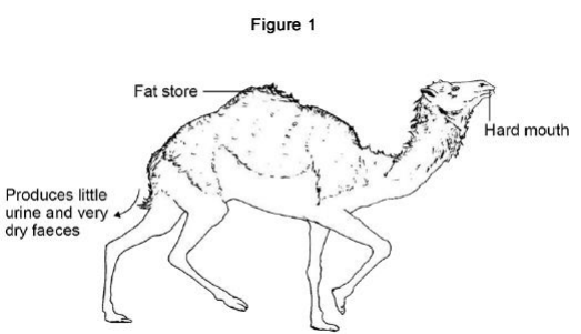 <ul><li><p><strong>Figure 1</strong> shows a type of camel called a dromedary (<em>Camelus dromedarius</em>). </p></li><li><p>The dromedary lives in hot, dry deserts.</p></li><li><p>One adaptation of the dromedary is ‘temperature tolerance’. </p></li><li><p>This means that the animal’s body temperature can rise by up to 6 °C before it starts to sweat. </p></li></ul><p>Explain how temperature tolerance can help the dromedary to survive in the desert. [2 marks]</p>