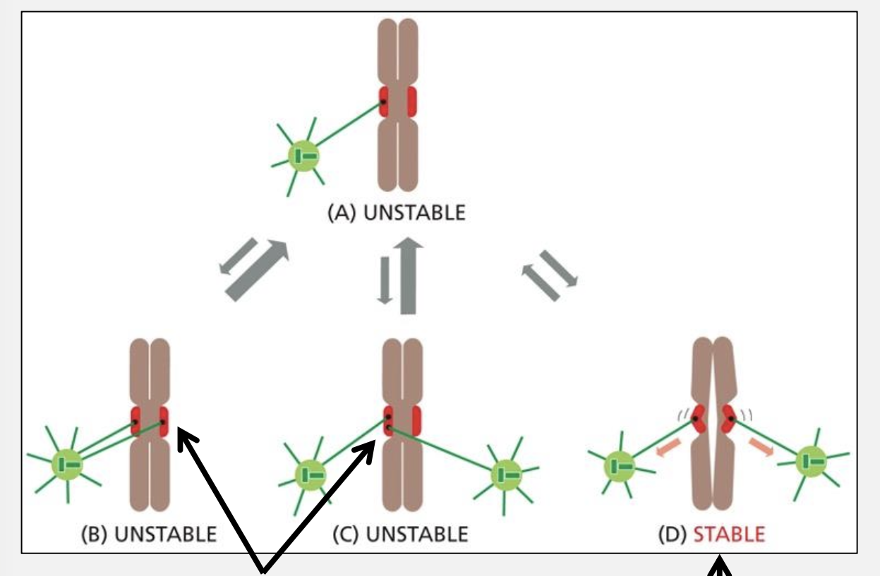 <p>How does the “trial‑and‑error” mechanism ensure bi‑orientation?</p>