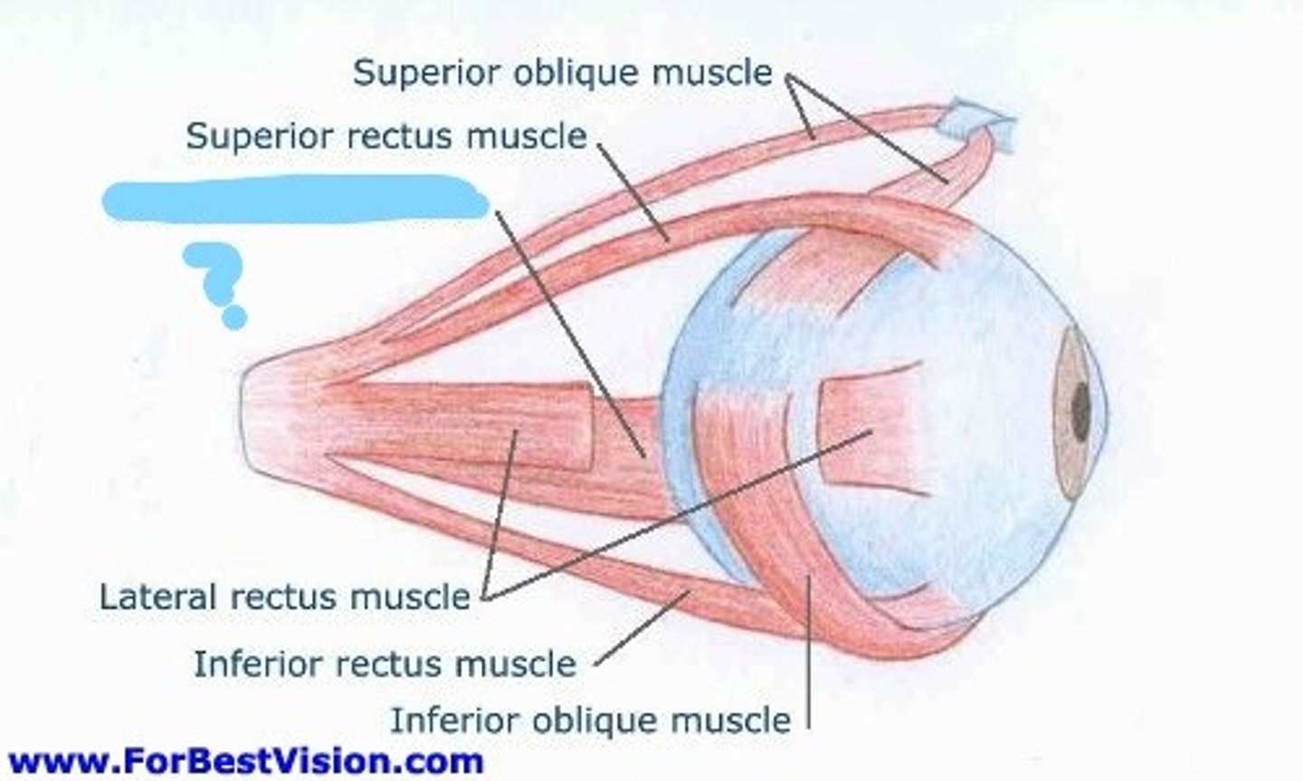 <p>moves eye medially, controlling cranial nerve: III occulomotor</p>