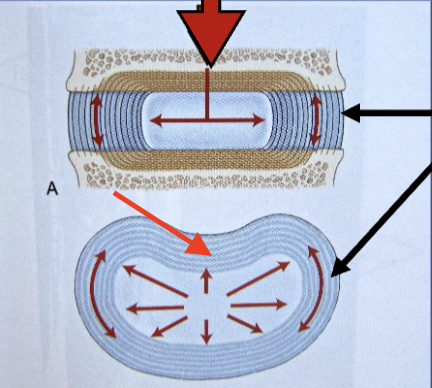 <p>outer rim of intervertebral disc made up of layers of fibrocartilage to stabilize disc</p>