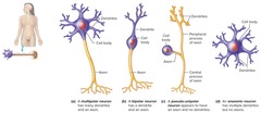 <p>Neuron with a single stem that divides into a dendrite and axon.</p>
