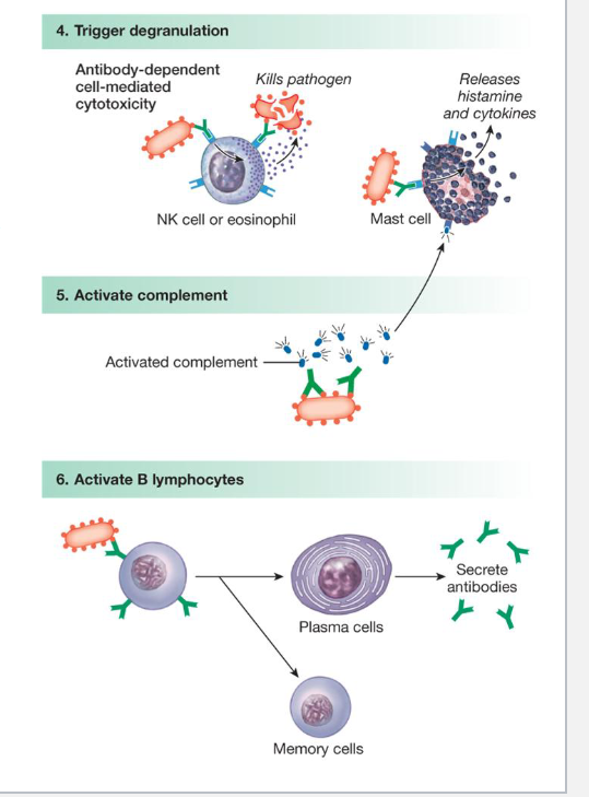 <p>Antibodies attached to B-cells, when triggered by foreign antigens, cause those B-cells to become either ….</p>