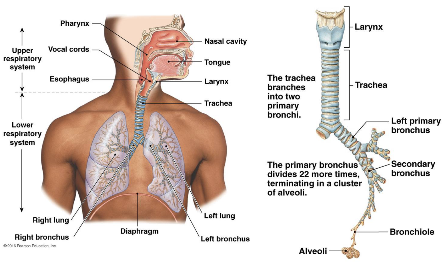 <ul><li><p>part of the respiratory system not involved in the gas exchange (everything but the alveoli)</p></li><li><p>provides a low-resistance pathway for airflow and conditions inspired air</p></li><li><p>thick cartilage rings keep the structure fixed and open (so non-collapsible)</p></li><li><p>air gets warmed to the temperature of the body, humidified, and filtered here</p></li><li><p>total cross-sectional area increases with each division (even though the diameter of the airways gets smaller, they get exponentially more numerous); reduces the velocity of airflow</p></li></ul><p></p>