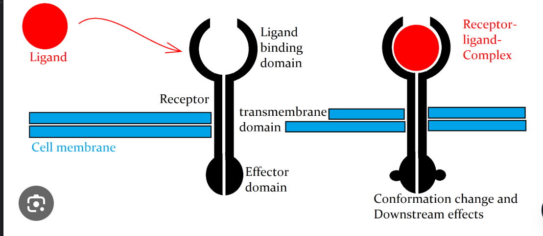 <p>A ligand is a specific signaling molecule (such as a hormone, neurotransmitter, or growth factor) that binds to a complementary <strong>receptor</strong> protein.</p><ul><li><p><strong>Mechanism:</strong> The binding of a ligand is highly specific (like a lock and key). When it binds to the extracellular domain of a receptor, it induces a <strong>conformational change</strong> (shape change) in the receptor.</p></li><li><p><strong>Function:</strong> This shape change "activates" the receptor, allowing it to relay the signal to the interior of the cell to trigger a transduction cascade.</p></li><li><p><strong>Example from notes:</strong> In glycogenolysis, <strong>Epinephrine</strong> acts as the ligand that binds to the adrenergic receptor on liver cells to start the process of glucose release.</p></li></ul><p></p>