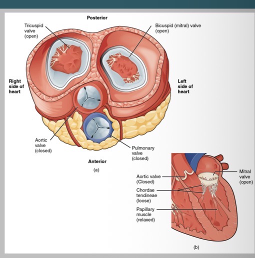 <p>What follows the contraction of the atrial wall?</p>
