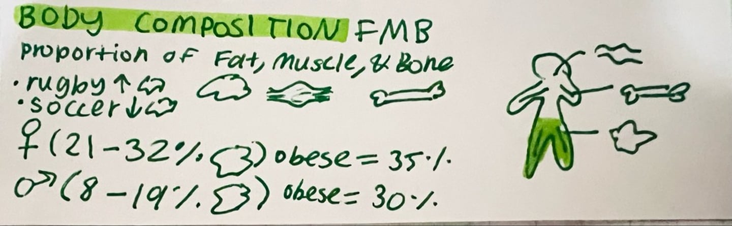 <p>ratio of bone, fat, and muscle</p>