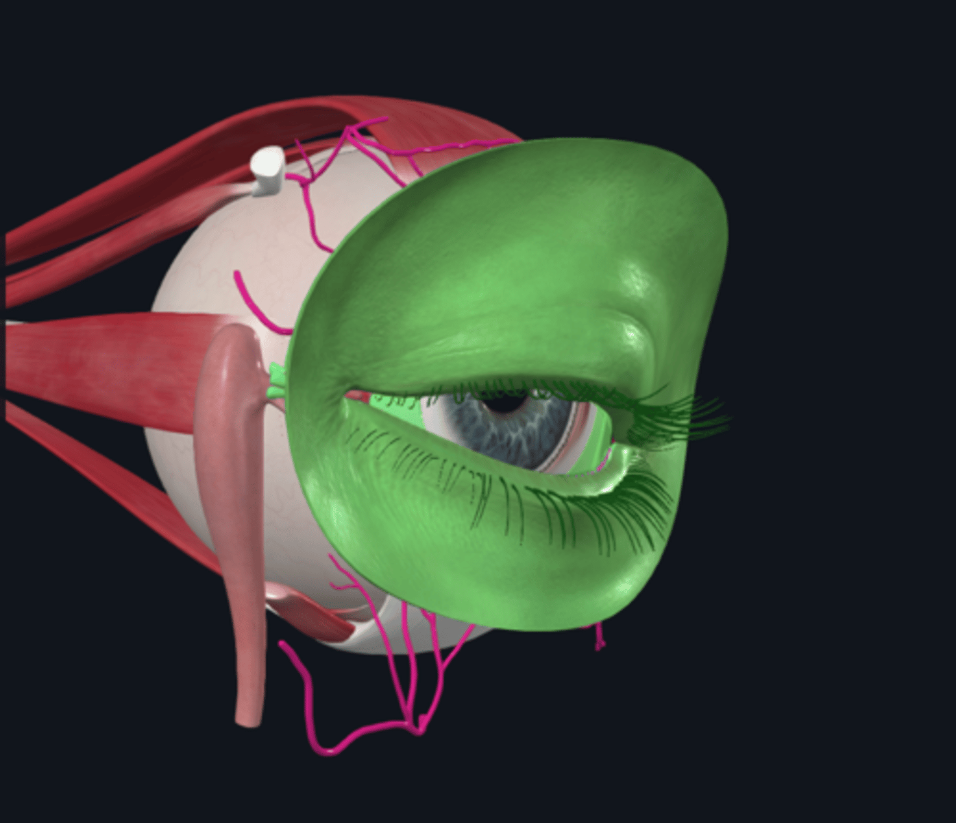 <p>What is the primary function of the eyelids?</p>