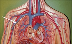 <p>blood flows through veins back to the heart</p>