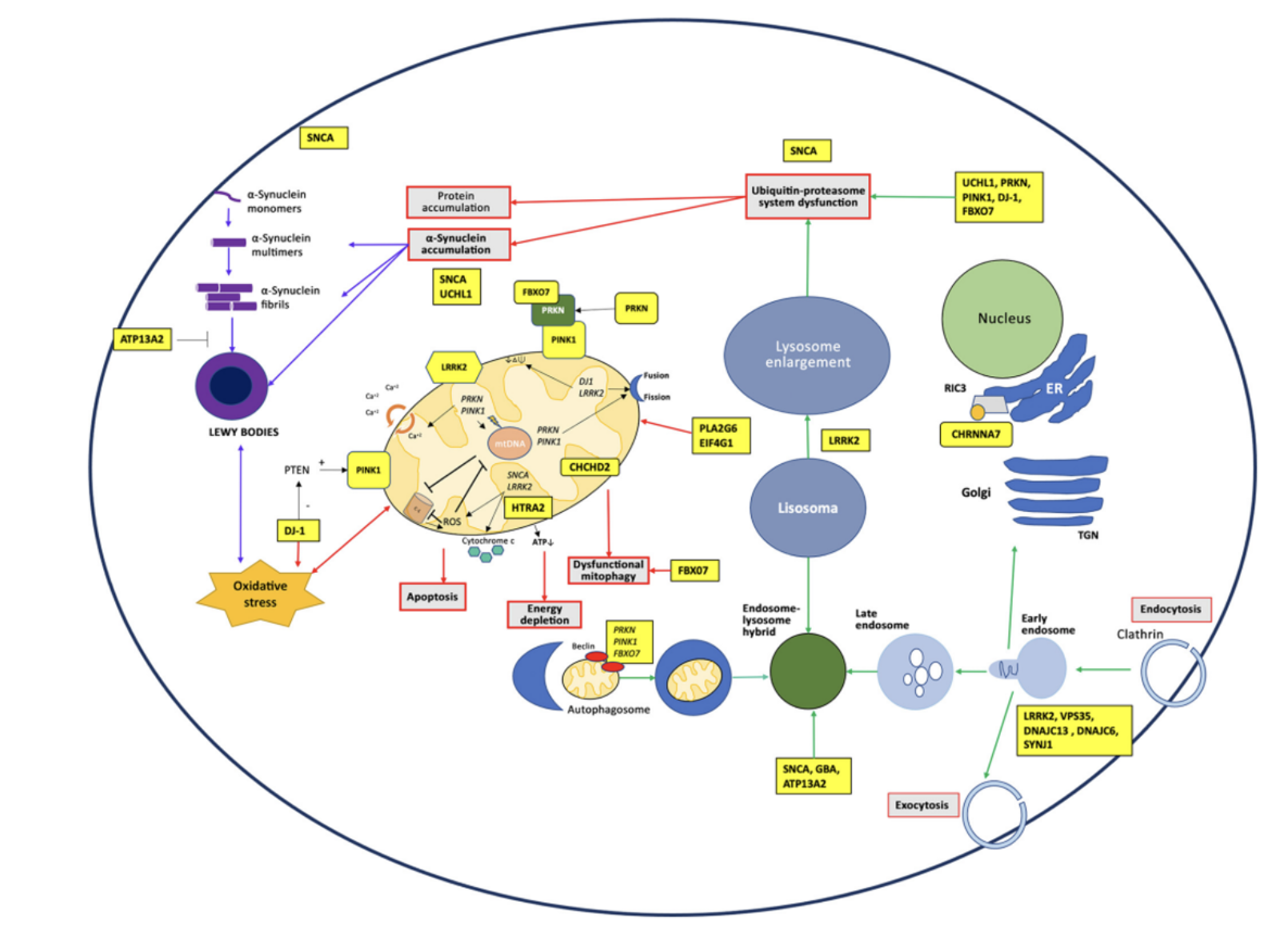 <p>LRRK2 is the most common dominant variant, linked to mitochondria and lysosomes - two pathways most affected in PD</p><p>SCNA (codes for a-synuclein) is involved in vesicle trafficking </p>