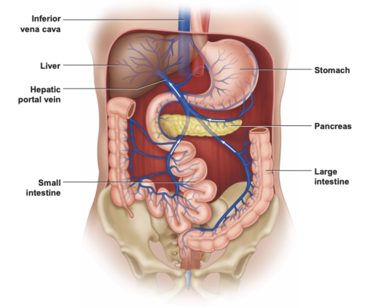 <p>Capillaries all go through the hepatic portal vein which goes straight to the liver and another capillary bed (bypassing heart), where it’s processed at liver</p><p>Then liver capillaries drain from hepatic veins → inferior vena cava for circulation</p>