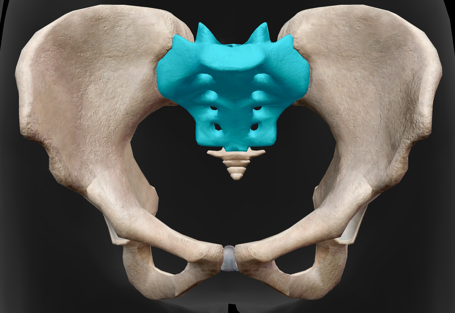 <p>Identify the name of the bone highlighted in the image.</p>