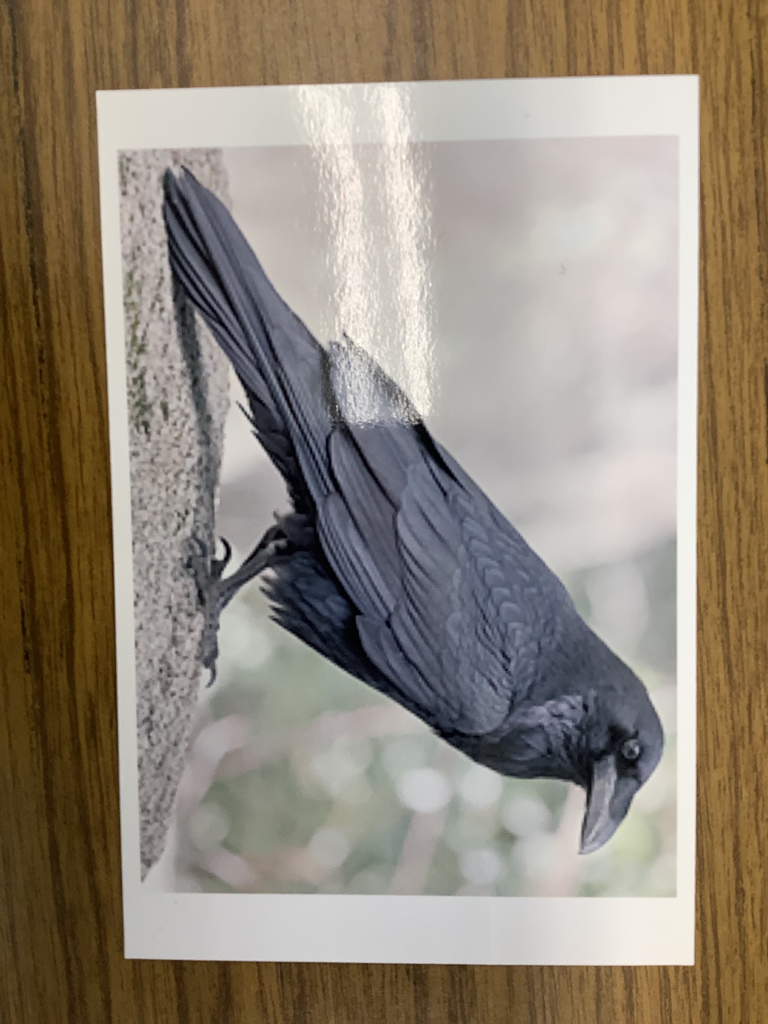 <p>Class Reptillia</p><p>Order Passeriformes</p><p>Common Raven </p><p></p>