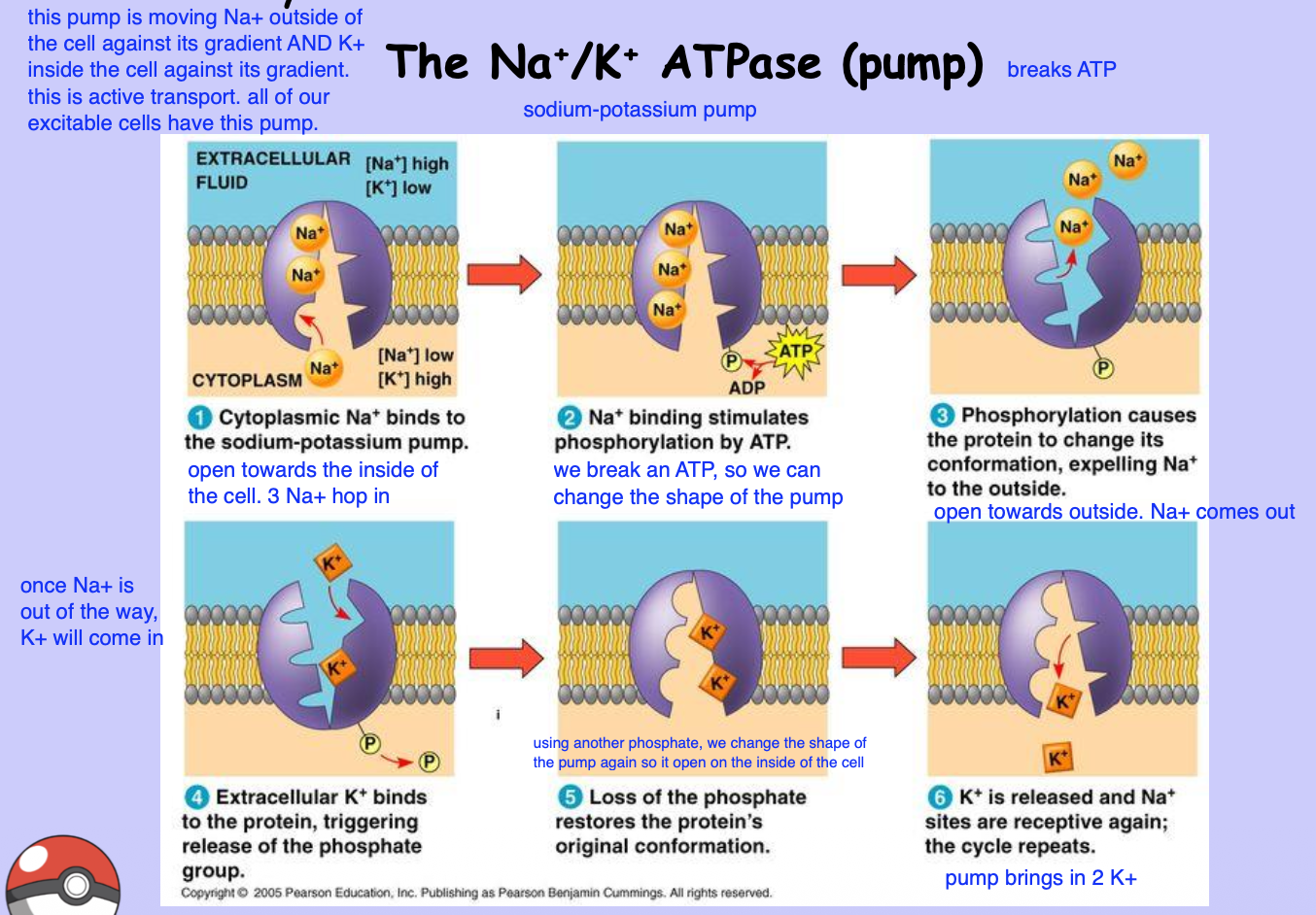 <ol><li><p>Sodium-potassium pump is open towards the inside of the cell. 3 Na<sup>+</sup> hop in</p></li><li><p>An ATP is broken in order to change the shape of the pump</p></li><li><p>Pump flips and opens towards the outside of the cell. Na<sup>+ </sup>exits the pump</p></li><li><p>Once Na<sup>+</sup> comes out, K<sup>+</sup> will come into the pump from the outside of the cell</p></li><li><p>Using another phosphate, we change the shape of the pump again so it’s open on the inside of the cell once more</p></li><li><p>Pump brings in K<sup>+</sup></p></li></ol><p></p>