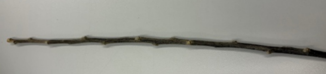 <p> Pedosphaera leucotricha - jablanova pepelasta plesen</p>