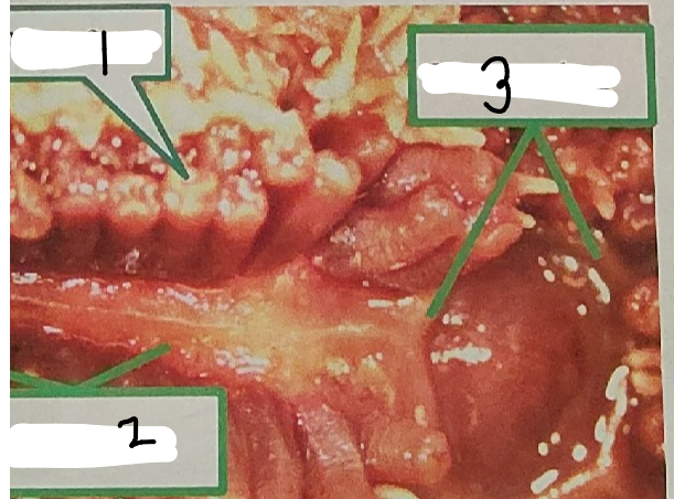 <p>point 2 on this sea star</p>