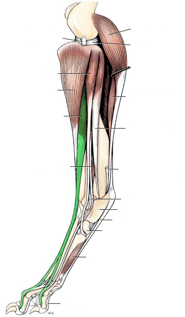 <p>action- flex tarsus, extend digits</p><p>origin- extensor fossa of femur (distal)</p><p>insertion- distal phalanges of digits 2-5</p><p>innervation- fibular n</p>