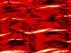 <p>identify the tissue</p>
