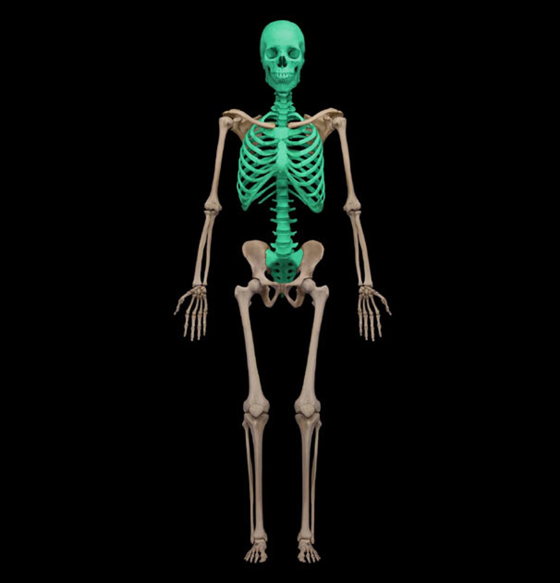 <p>(what division of the skeleton is this)</p>