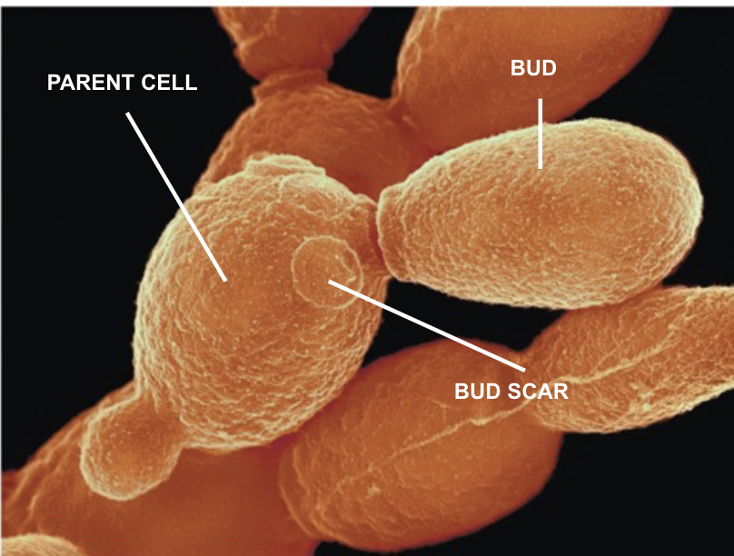 <p>Yeasts produce asexually through <strong>budding</strong></p>