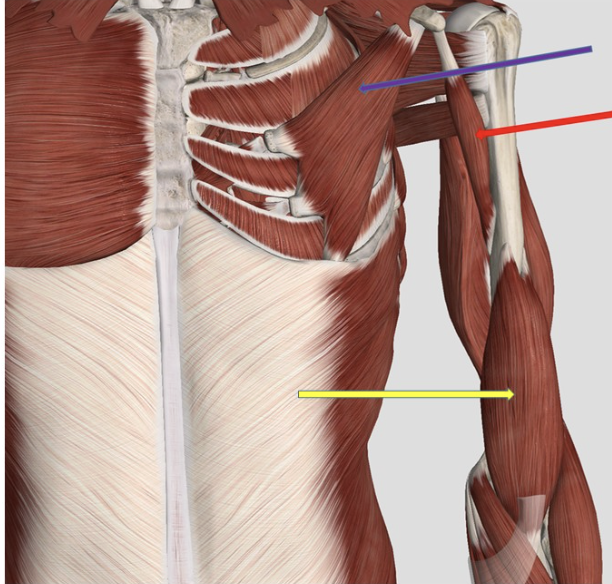 <p><span>Identify the muscle at the tip of the purple arrow</span></p>