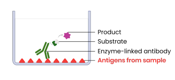 <p><strong>What is the third step in direct ELISA?</strong></p>