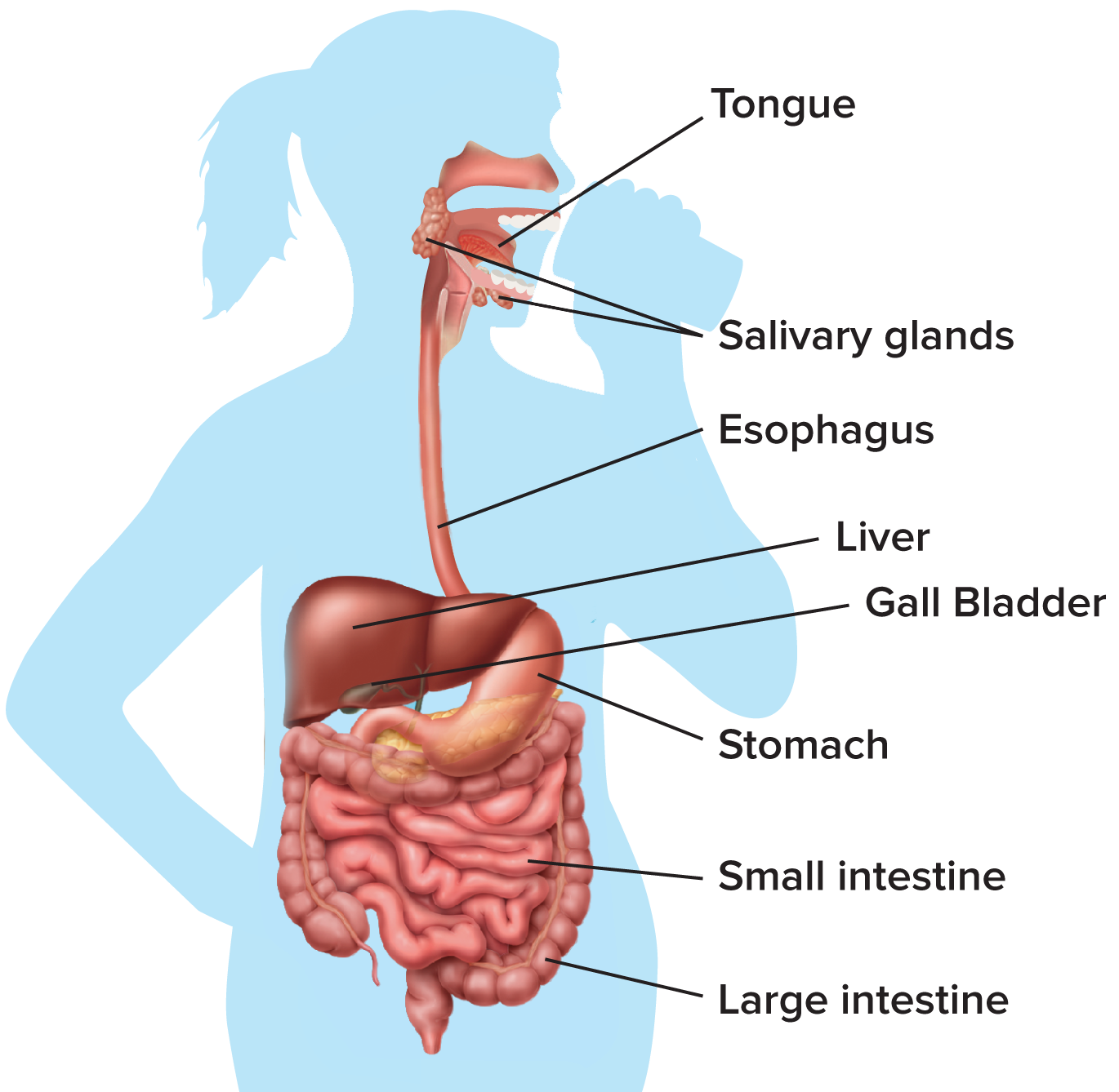 <p>digestive system</p>