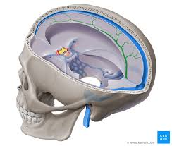 <ul><li><p>Venueze sinus</p></li><li><p>Afvoer bloed uit falx cerebri</p></li></ul><p></p>