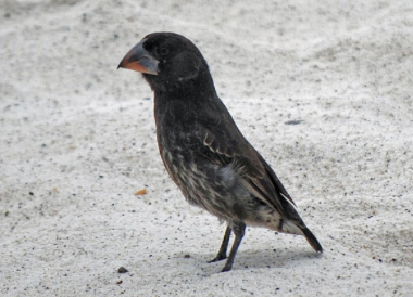 <ul><li><p><em>Geospiza conirostris </em></p></li><li><p>least concern </p></li><li><p>this finch is one of the most variable of the finches in appearance and they feed on a range of foods including <em>Opuntia </em>cacti </p></li></ul><p></p>