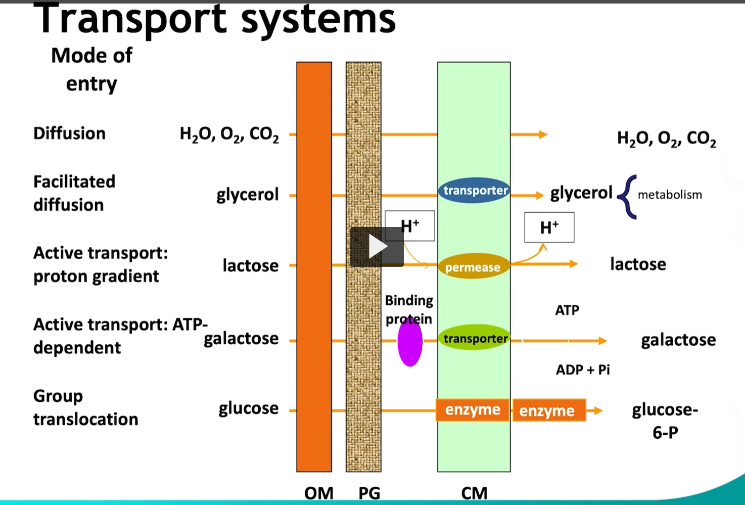<p>The first transport mechanism is <strong>facilitated diffusion</strong>. For example, <strong>glycerol</strong>. </p><p>Glycerol is transported <strong>without spending any energy,</strong> glycerol then enters immediately into the metabolic pathway and then is phosphorylated by phosphoenolpyruvate. (CHATGPT says Glycerol-kinase). </p>