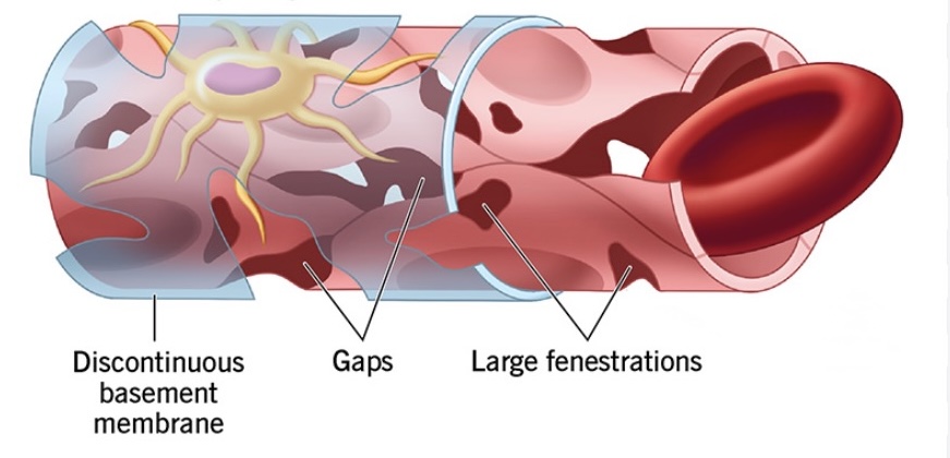 <p>(“open space”) permeable to proteins and cells Found in liver and spleen</p>