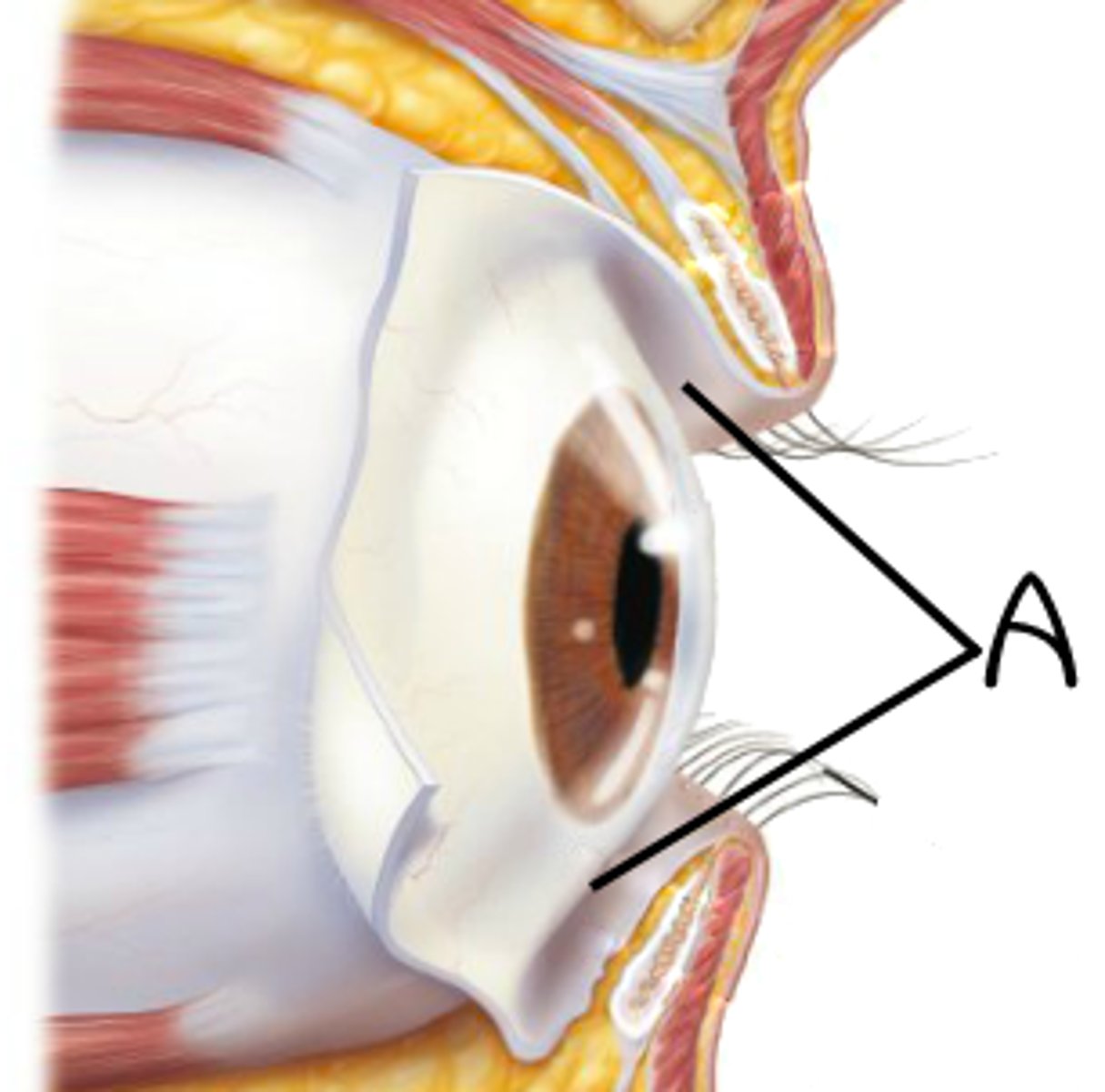 <p>Mucous membrane that lines the eyelids and outer surface of the eyeball. non-keratinized, stratified columnar epithelium. contains goblet cells that secrete mucin, which generates the moisture that covers the surface of the eye and allows the eyelids to open and close easily.</p>