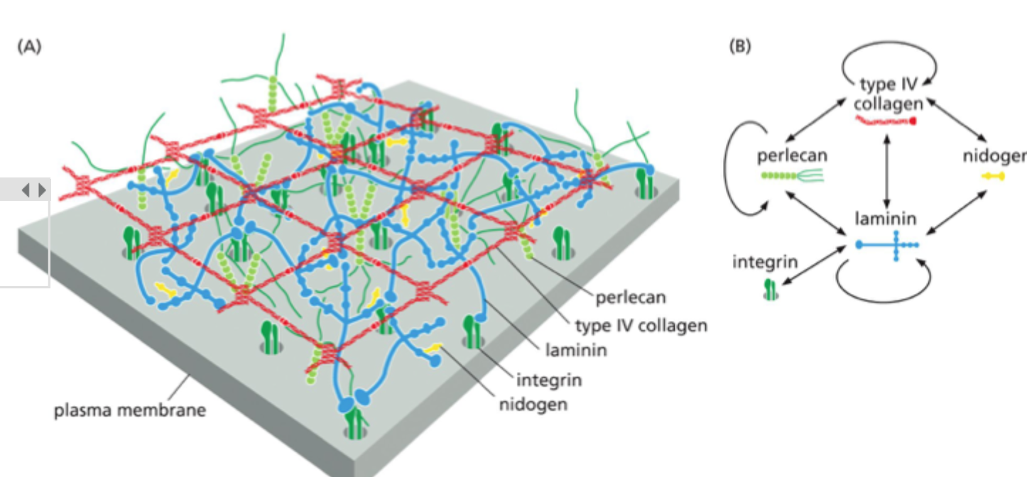 <p>Glykoproteiner<strong>: </strong>Laminin, type IV kollagen, nidogen </p><p>Proteoglykan: perlecan.</p>