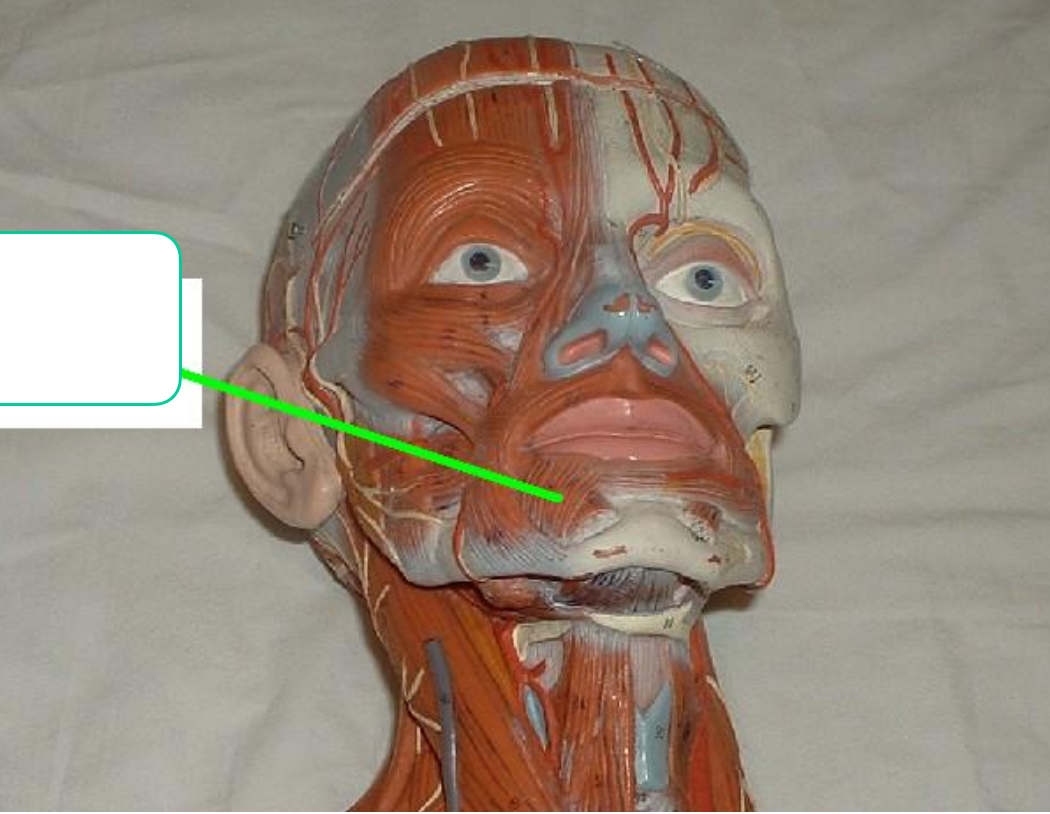 <p>under lip</p>
