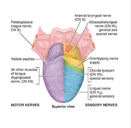 <ul><li><p>motor</p><ul><li><p>all intrinsic and extrinsic muscles of tongue (except 1) = supplied by <strong>CN XII</strong></p></li></ul></li><li><p>sensory</p><ul><li><p>ant 2/3</p><ul><li><p>general sensory = <strong>lingual nerve of CN V3</strong></p></li><li><p>taste =<strong> CN VII (chorda tympani)</strong></p></li></ul></li><li><p>post 1/3</p><ul><li><p>general sensory and taste = <strong>CN IX</strong></p></li></ul></li></ul></li></ul><p></p>
