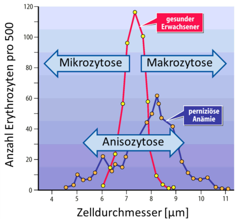 <p><strong>Pathologie<br></strong><span>Abweichungen von Price-Jones-Kurve bei Krankheiten, z.B.</span><br></p><ul><li><p><strong>Makrozytose</strong> (denn der mittlere Durchmesser nimmt zu)&nbsp;</p><ul><li><p>Verschiebung der Kurve nach rechts</p></li><li><p>Durchmesser > 12μm --> Megalozyten</p></li></ul></li><li><p><strong>Mikrozytose </strong>(denn der mittlere Durchmesser nimmt ab)</p><ul><li><p>Verschiebung der Kurve nach links</p></li><li><p>Durchmesser < 2,2μm --> Zwergformen (kurzlebig)</p></li></ul></li><li><p><strong>Anisozytose&nbsp;</strong><br></p><ul><li><p>Ausgewogene Anzahl zu großer und zu kleiner Erythrozyten</p></li></ul></li><li><p><strong>Poikilozytose</strong></p><ul><li><p>unregelmäßige Gestaltung der Erythrozyten:&nbsp; (z.B. perniziöse Anämie (Anämie = Absinken der Hämoglobinkonzentration im Blut unter den Normbereich)&nbsp;</p></li></ul></li><li><p><strong>Perniziöse Anämie</strong><br></p><ul><li><p>Krankheit, bei der die Erythrozytenbildung im Knochenmark gestört ist und es zur Bildung von formveränderten Erythrozyten kommt</p></li></ul></li></ul><p></p>