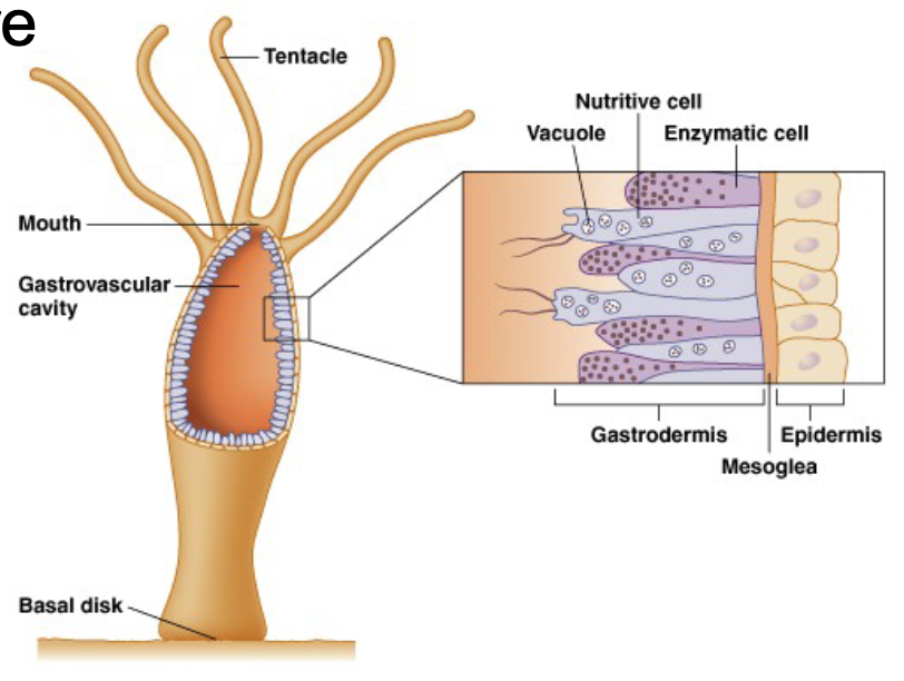 <ul><li><p>sense food/prey</p><ul><li><p>chemoreceptors</p></li><li><p>electromagnetic receptors</p></li></ul></li><li><p>attract/capture</p></li></ul><p></p>